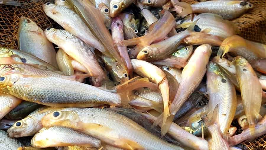 The Benefits of Starting a Fish Business in Dubai 