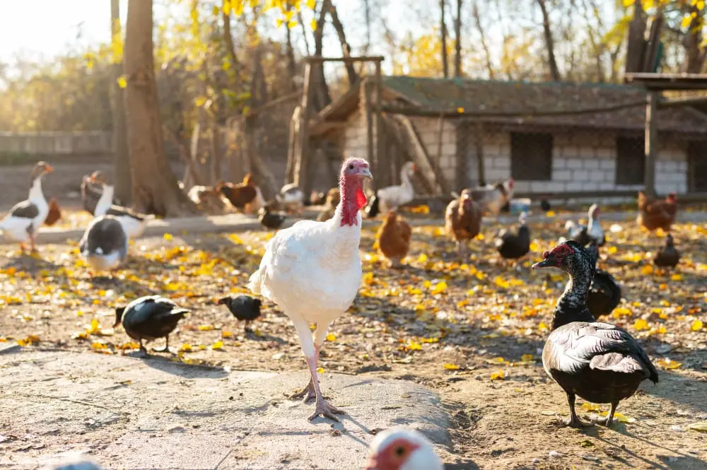 Significance of Poultry Farm Business in Dubai